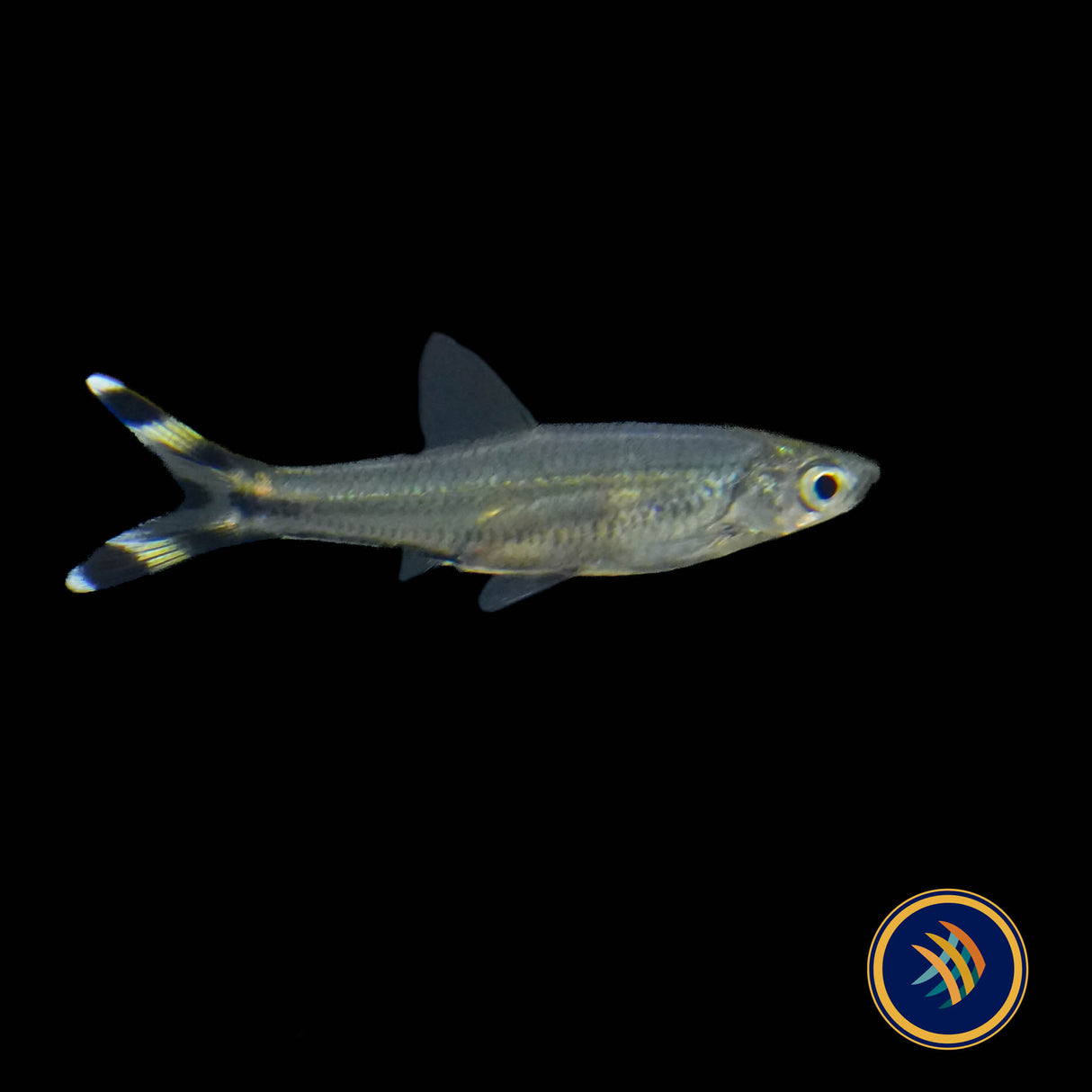 Scissortail Rasbora (Rasbora trilineata) 2.5-3cm