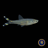 Scissortail Rasbora (Rasbora trilineata) 2.5-3cm
