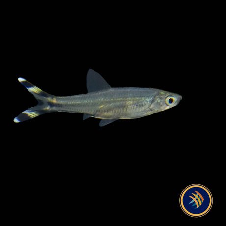 Scissortail Rasbora (Rasbora trilineata) 2.5-3cm