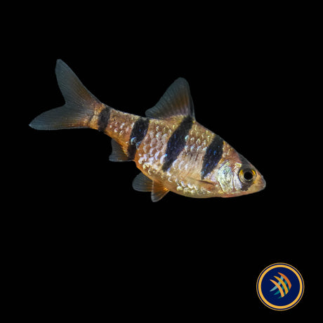 Six-Banded Barb (Desmopuntius hexazona)