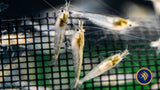 Snowball Shrimp Neocaridina davidi var. “Snowball Snails Shrimp Crayfish Crabs Snowball Shrimp Neocaridina davidi var. “Snowball