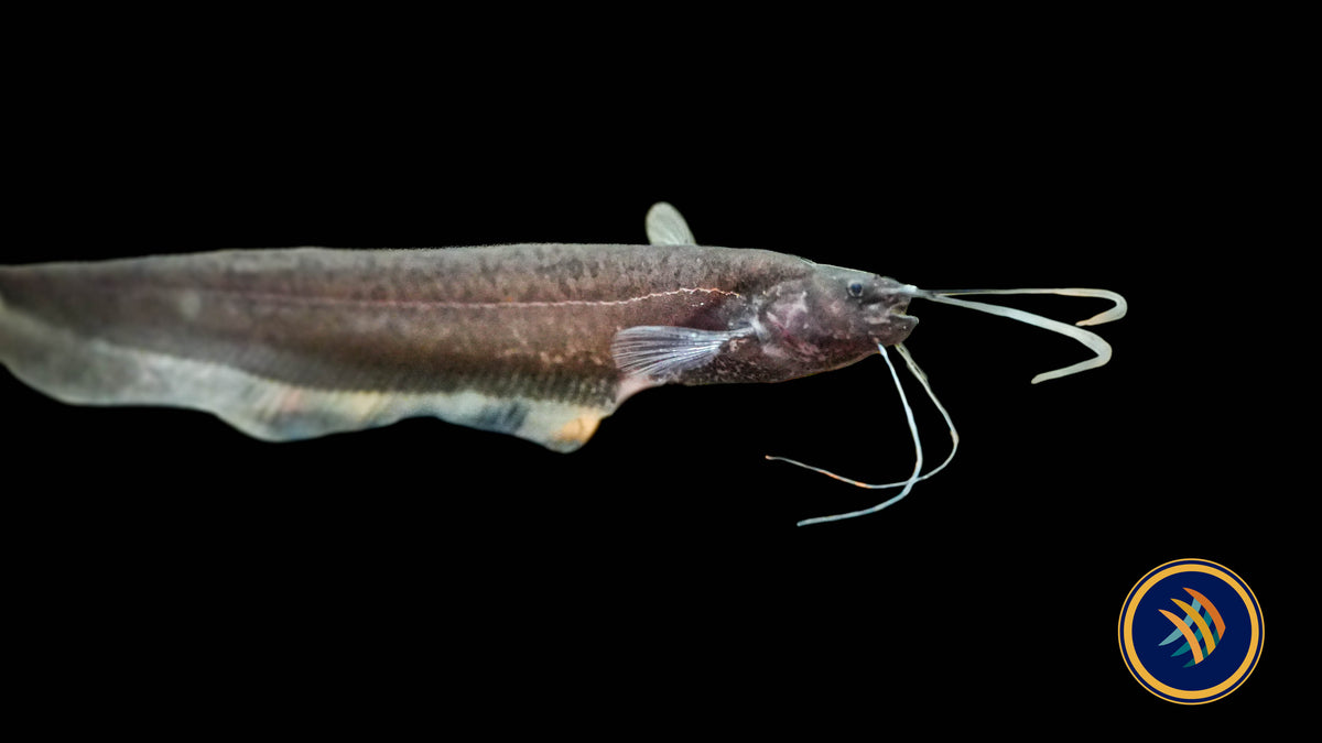 Sumatra Leaf Catfish (Silurichthys indragiriensis)