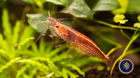 Sun Orange Amano Shrimp 1.5-2cm Snails Shrimp Crayfish Crabs Sun Orange Amano Shrimp 1.5-2cm