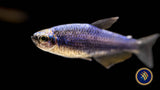 Super Blue Kerri Tetra (Inpaichthys kerri) Medium /Large (Aquarium Glaser) Tetras Rasboras & Pencilfish Super Blue Kerri Tetra (Inpaichthys kerri) Medium /Large (Aquarium Glaser)