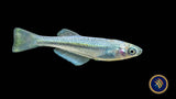 Tanganyika Killifish (Lamprichthys tanganicanus)