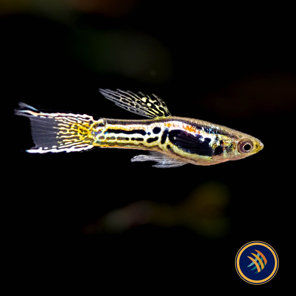Tiger Endler Pairs (Poecilia wingei)