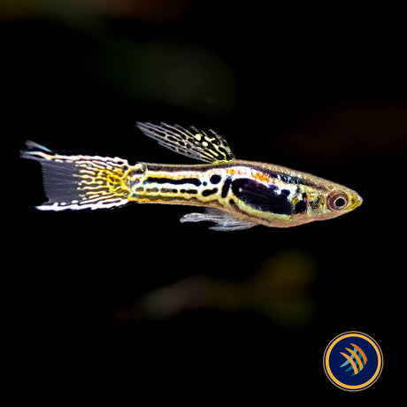 Tiger Endler Pairs (Poecilia wingei)