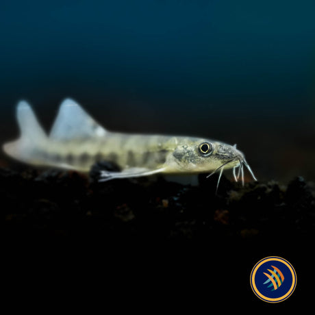 Tiger Stone Loach (Sundoreonectes obesus) 3-5cm