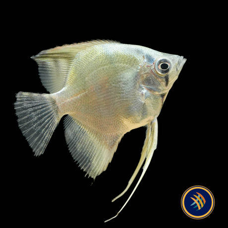 Turkish Green Angelfish (Pterophyllum scalare)  