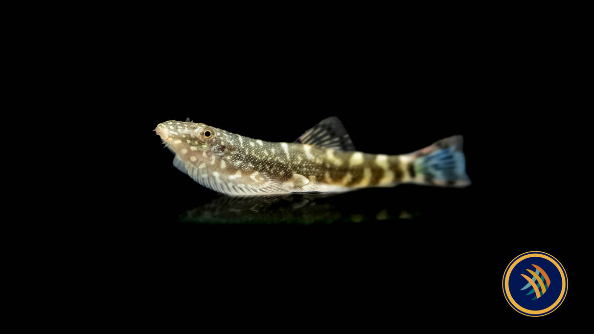 Borneo Sucker Turquoise Hillstream Loach (gastromyzon borneenis) Catfish Loaches & Plecos 