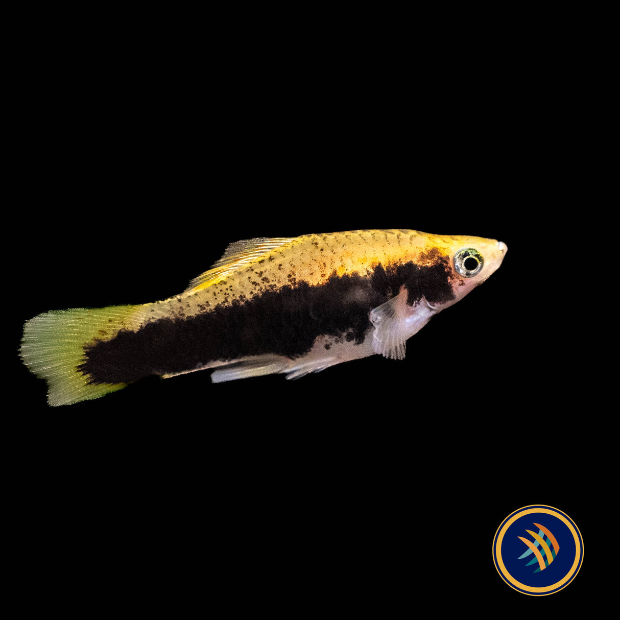 Tuxedo Gold Swordtail (Xiphophorus hellerii) 4cm+