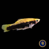 Tuxedo Gold Swordtail (Xiphophorus hellerii) 4cm+