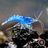 Ultra Blue Shrimp (Neocaridina davidi)
