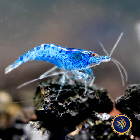 Ultra Blue Shrimp (Neocaridina davidi)