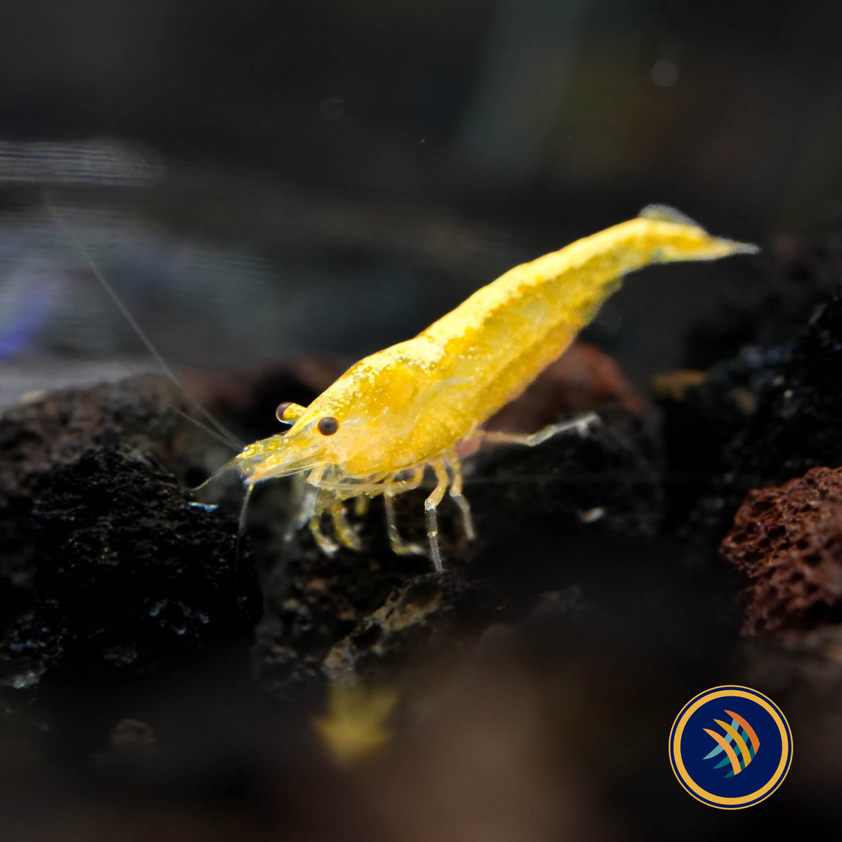 Ultra Gold Shrimp (Neocaridina davidi)