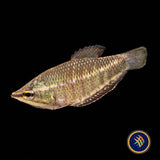Vaillant's Chocolate Gourami (Samurai) (Sphaerichthys vaillanti) 3-4cm | Cichlids Badis & Gouramis | Largest Tropical Fish Selection at Your Local Fish Store