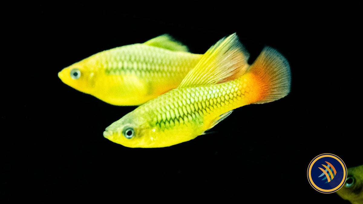 Livebearers – Your Local Fish Store