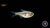 Zig Zag Tetra (Hyphessobrycon hexastichos)