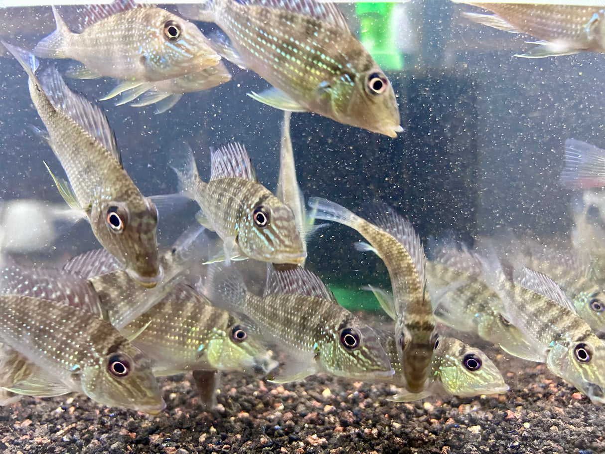 Satanoperca jurupari (Geophagus jurupari)