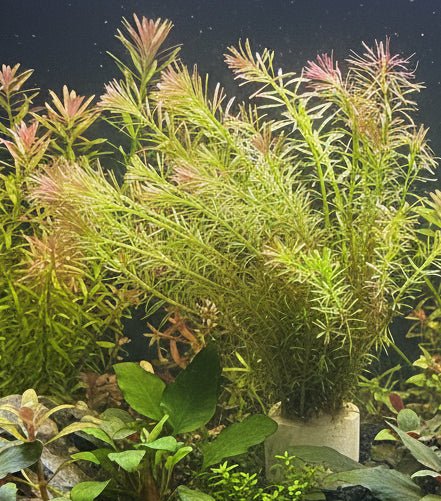 Rotala Wallichii  " Long Leaf" 