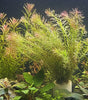 Rotala Wallichii  " Long Leaf" 