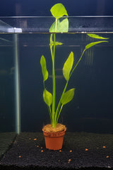 Echinodorus argentinensis  Potted