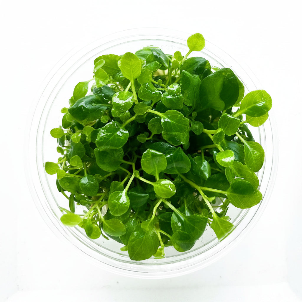 Lobelia cardinalis Tissue Culture 