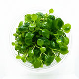 Lobelia cardinalis Tissue Culture 