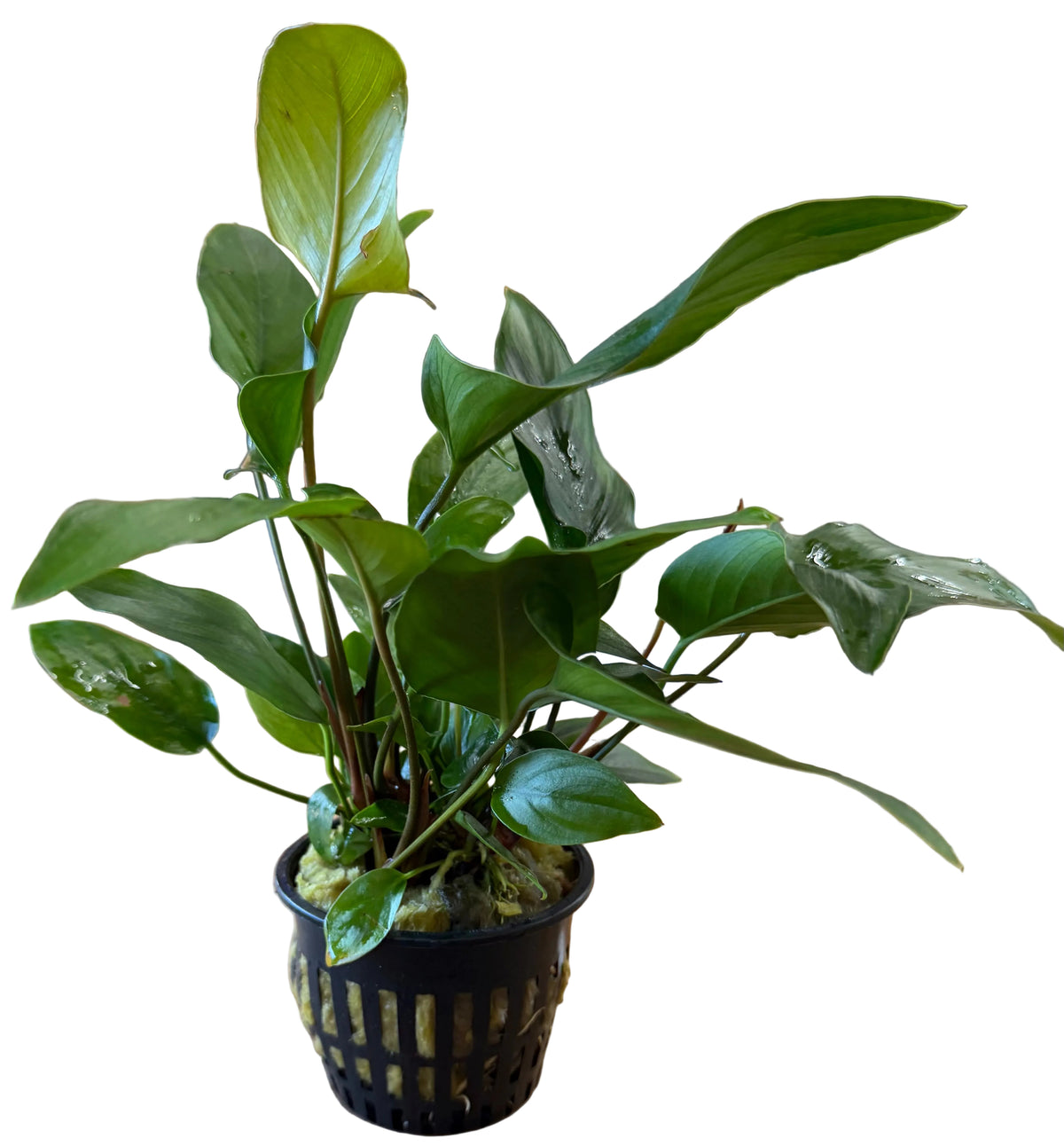Anubias hastifolia	Large Mother Plant - Potted - WP1135 | Potted Plants | Largest Tropical Fish Selection at Your Local Fish Store