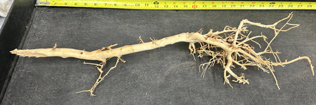 W.Y.S.I.W.Y.G.- 2006 - Thailand Branch Wood