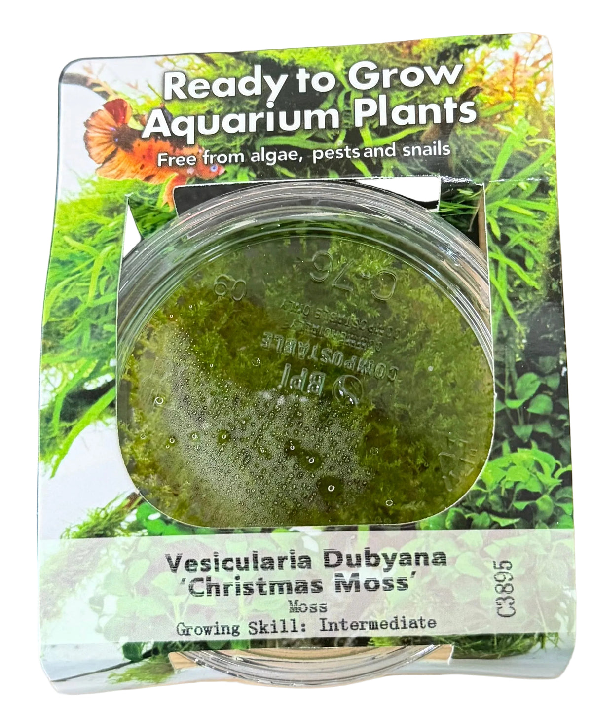 Vesicularia dubyana ‘Christmas Moss’ Tissue Culture - C3895 | Tissue Cultures | Largest Tropical Fish Selection at Your Local Fish Store