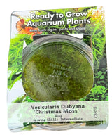 Vesicularia dubyana ‘Christmas Moss’ Tissue Culture - C3895 | Tissue Cultures | Largest Tropical Fish Selection at Your Local Fish Store