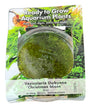 Vesicularia dubyana ‘Christmas Moss’ Tissue Culture - C3895 | Tissue Cultures | Largest Tropical Fish Selection at Your Local Fish Store