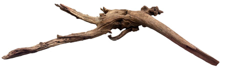 Malaysian Mangrove Sinking Driftwood