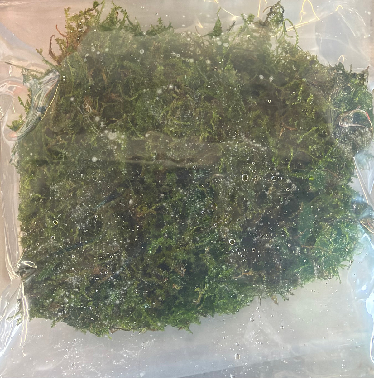 Christmas Moss (Vesicularia montagnei) 50g