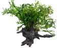  Microsorum pteropus Windelov on Large Driftwood