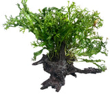  Microsorum pteropus Windelov on Large Driftwood