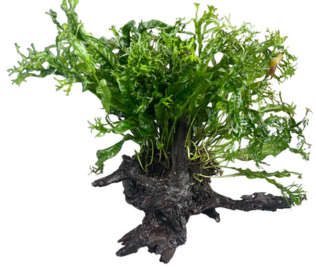  Microsorum pteropus Windelov on Large Driftwood