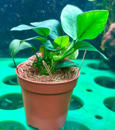 Anubias barteri var.nana 