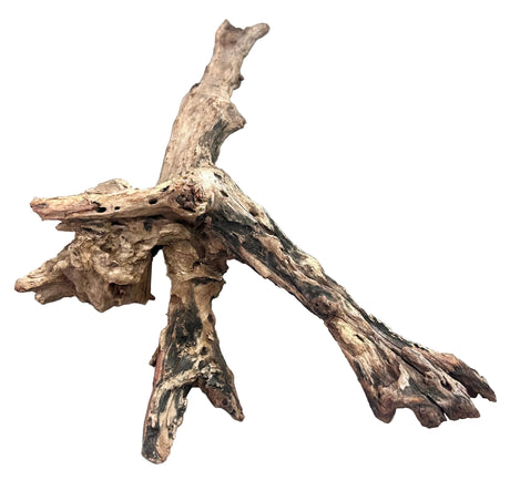 Malaysian Mangrove Sinking Driftwood