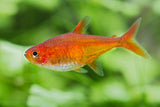 Ember Tetra (Hyphessobrycon amandae) 2.5cm