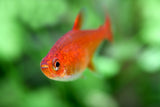Ember Tetra (Hyphessobrycon amandae) 2.5cm