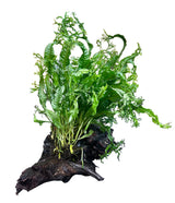 W.Y.S.I.W.Y.G. 3004 - Microsorum pteropus Windelov 