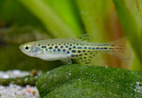 Gold Ring Danio (Danio tinwini)