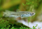 Gold Ring Danio (Danio tinwini)