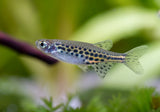 Gold Ring Danio (Danio tinwini)