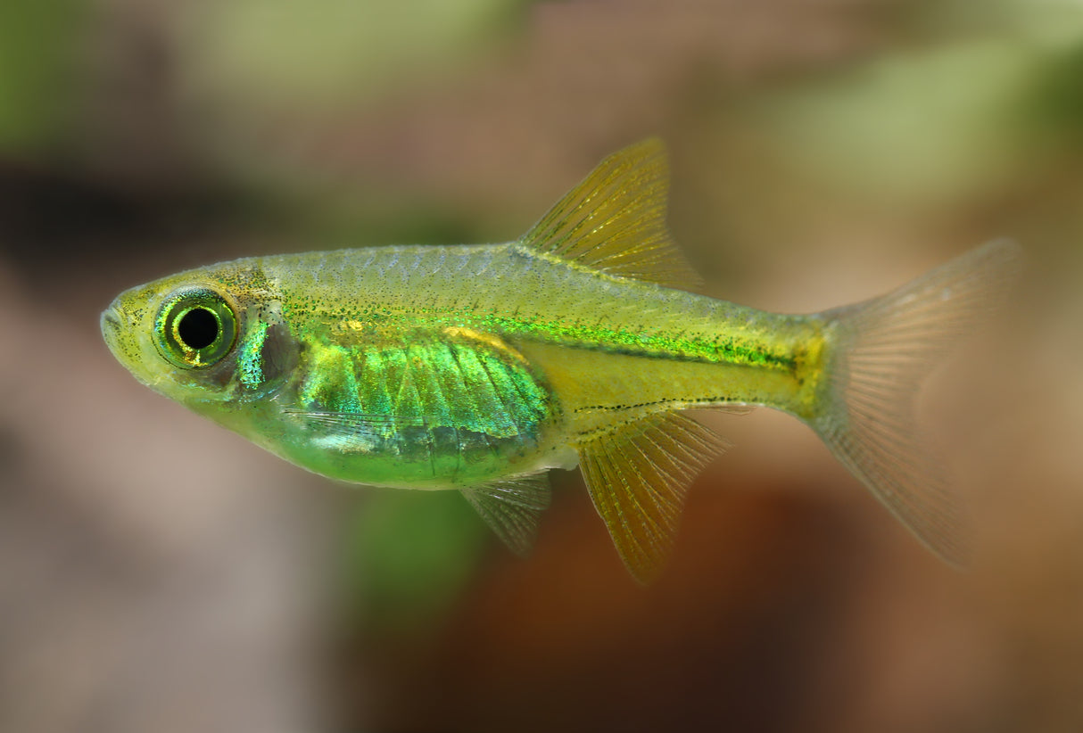 Kubotai Rasbora (Microdevario kubotai)