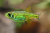 Kubotai Rasbora (Microdevario kubotai)