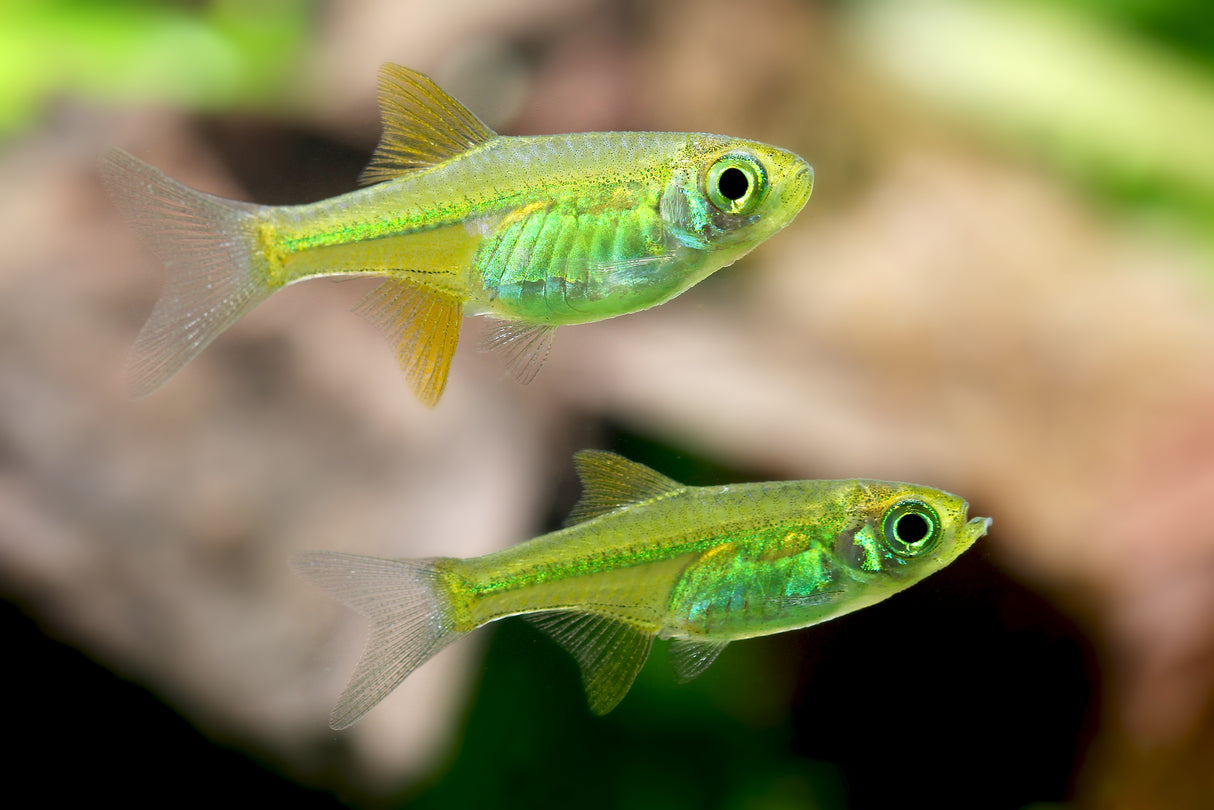 Kubotai Rasbora (Microdevario kubotai)