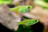 Kubotai Rasbora (Microdevario kubotai)